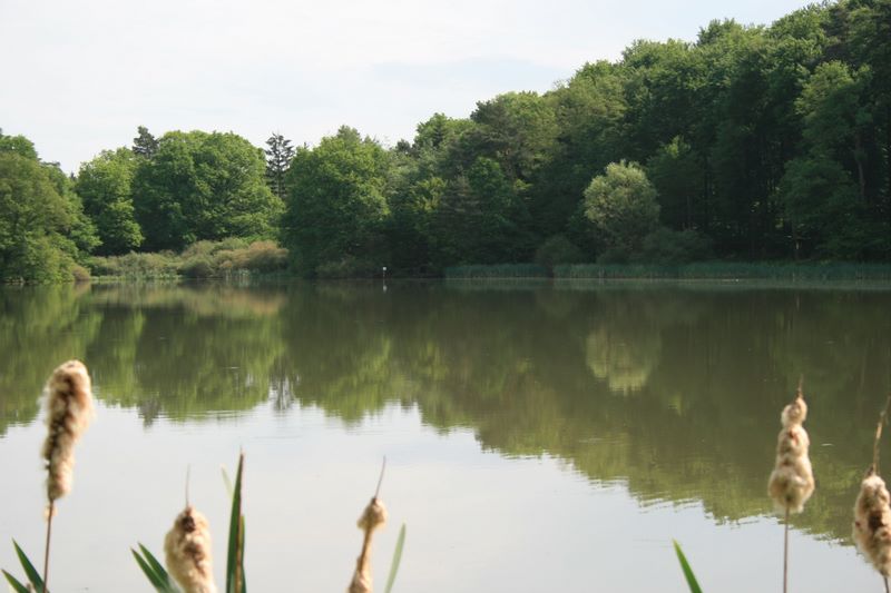 Der Stachelsee